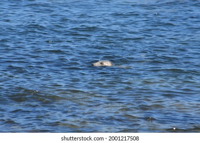 Grey Seal Swimming In The Sea