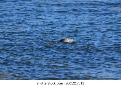 Grey Seal Swimming In The Sea