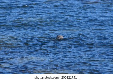 Grey Seal Swimming In The Sea