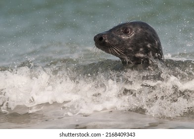 a grey seal is swimming in the surge (Halichoerus grypus)