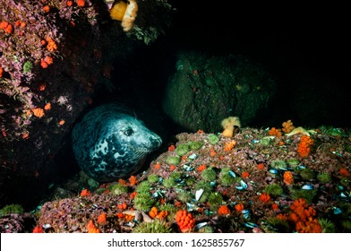 Grey Seal Swimming Underwater At Bonaventure Island In Canada