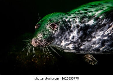 Grey Seal Swimming Underwater At Bonaventure Island In Canada