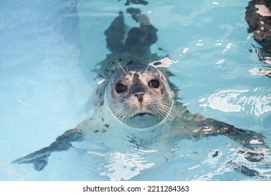 Grey Seal Swimming In Water