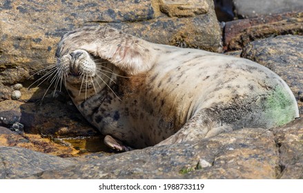 Grey Seal UK Animal Wildlife Photo