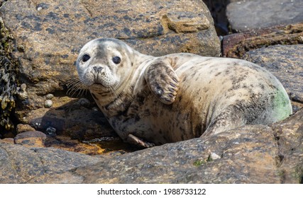 Grey Seal UK Animal Wildlife Photo