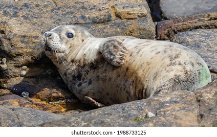 Grey Seal UK Animal Wildlife Photo