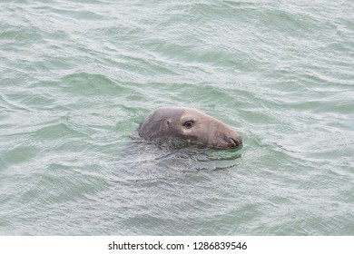 Grey seal in water fighting for food