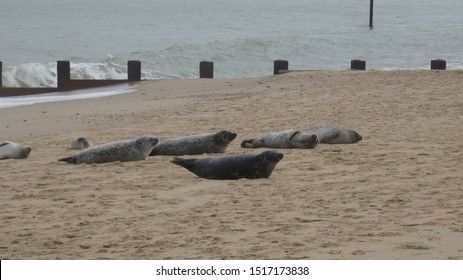 Grey Seals And Big Dinners Send Them Into A Food Coma