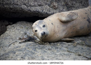 Grey seals in great britain UK