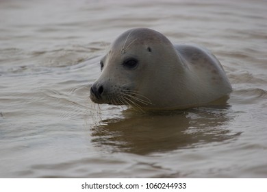 Grey seals (Halichoerus grypus) at Blakeney Point in Norfolk