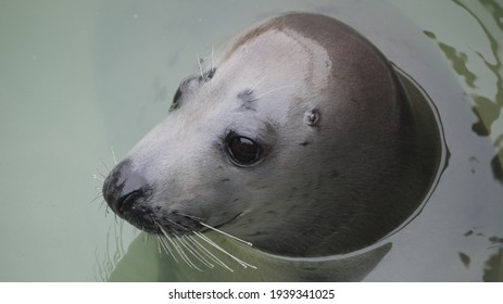 962 Seal's head Images, Stock Photos & Vectors | Shutterstock