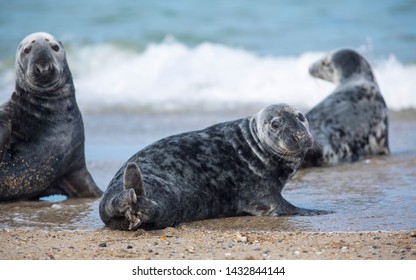 are seals like dogs