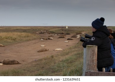 Grey Seals On The Beach At Donna Nook