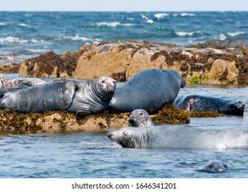 Grey Seals On The Farne Islands, Northumberland, UK