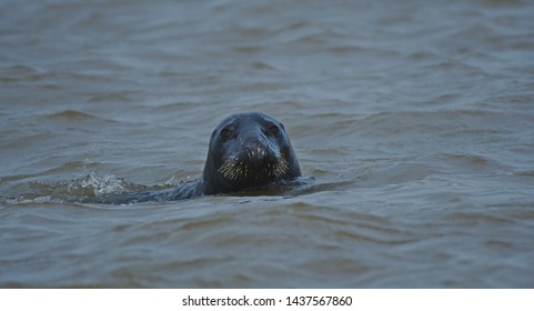 Grey seals swimming in the North Sea, England, UK, Europe