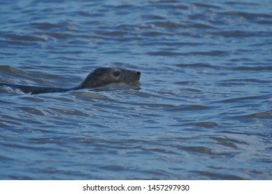 Grey seals swimming in the North Sea, England, UK, Europe