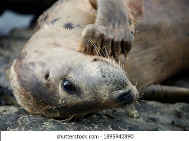 Grey seals from the UK
