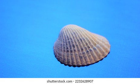 Grey seashell on a vivid blue shiny ultramarine table - Shutterstock ID 2232628907