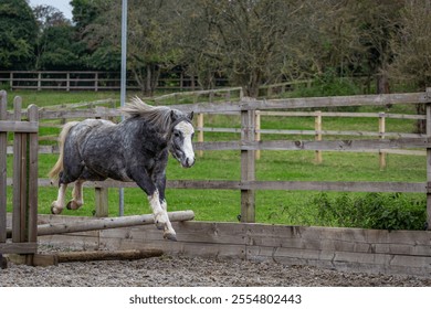 Grey Section A Welsh cob gelding in clearing a small working hunter jump on his own 