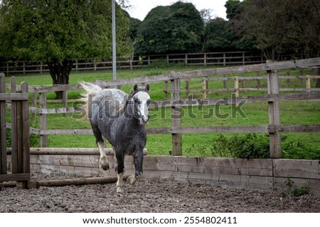 Grey Section A Welsh cob gelding in clearing a small working hunter jump on his own 