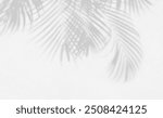 Grey shadow of natural palm leaf abstract background falling on white wall texture for background and wallpaper. Tropical palm leaves foliage shadow overlay effect, foliage mockup and design
