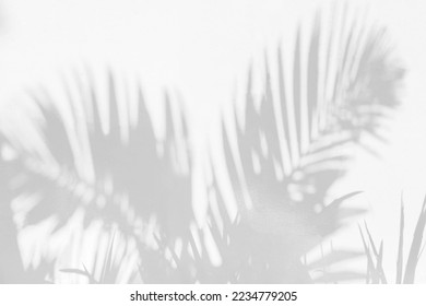 Grey shadow of natural palm leaf abstract background falling on white wall texture for background and wallpaper. Tropical palm leaves foliage shadow overlay effect, foliage mockup and design - Shutterstock ID 2234779205
