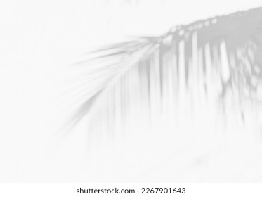Grey shadow of natural palm leaf abstract background falling on white wall texture for background and wallpaper. Tropical palm leaves foliage shadow overlay effect, foliage mockup and design - Shutterstock ID 2267901643