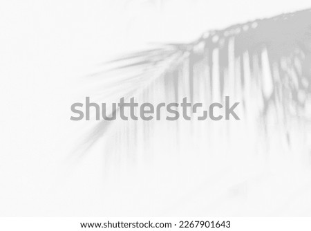 Grey shadow of natural palm leaf abstract background falling on white wall texture for background and wallpaper. Tropical palm leaves foliage shadow overlay effect, foliage mockup and design