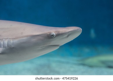 Grey Shark Swiming Isolated On A Blue Background