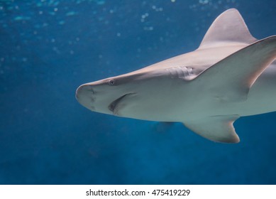 Grey Shark Swiming Isolated On A Blue Background