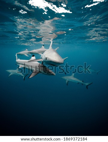 grey sharks X black tip sharks 