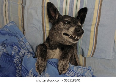 Grey Shepherd Dog In Bed Under The Covers