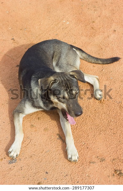 Grey Short Hair Dog Lying Position Stock Photo Edit Now 289177307