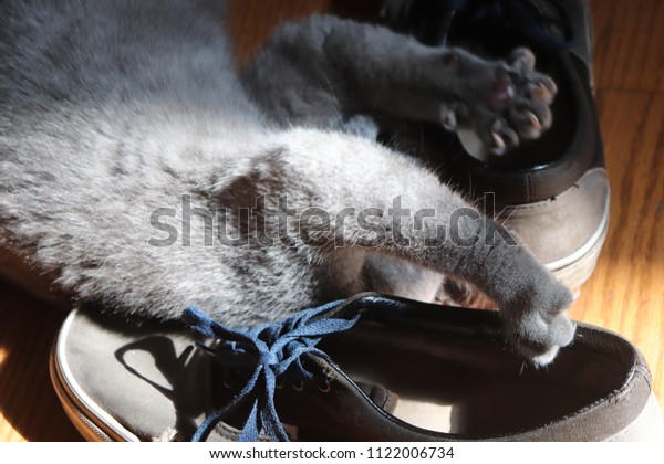 Grey Short Haired Kitten Goldenorange Eyes Stock Photo Edit Now