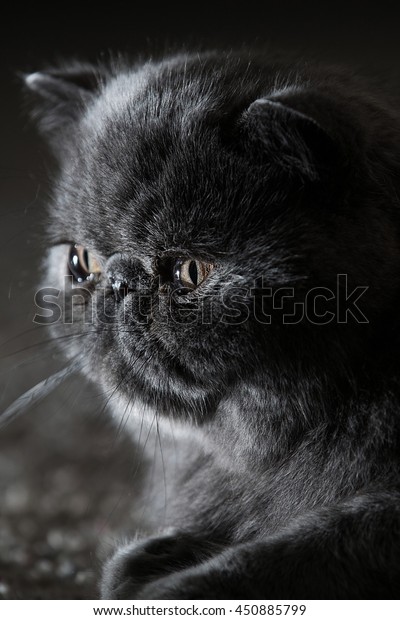 Grey Short Haired Persian Cat Stock Photo Edit Now 450885799