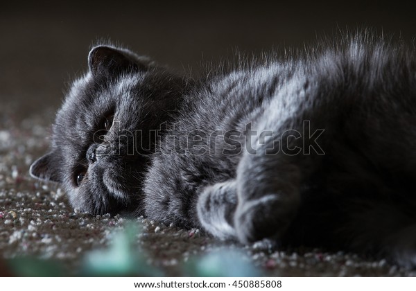 Grey Short Haired Persian Cat Stock Photo Edit Now 450885808