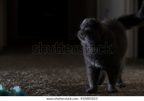 Grey Short Haired Persian Cat Stock Photo Edit Now 450885823