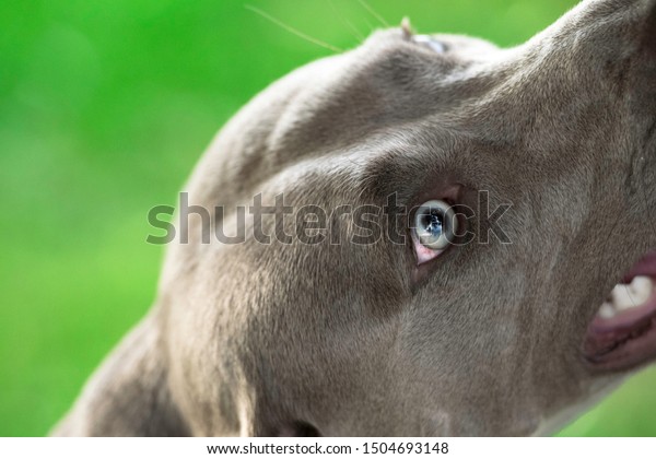 Grey Short Haired Wemaraner Dogs Head Stock Photo Edit Now