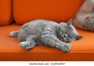 Grey shorthair cat sleeping on sofa. - Powered by Shutterstock