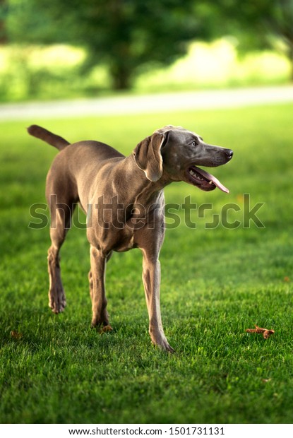 Grey Shorthaired Weimaraner Hunting Dog Standing Stock Photo Edit