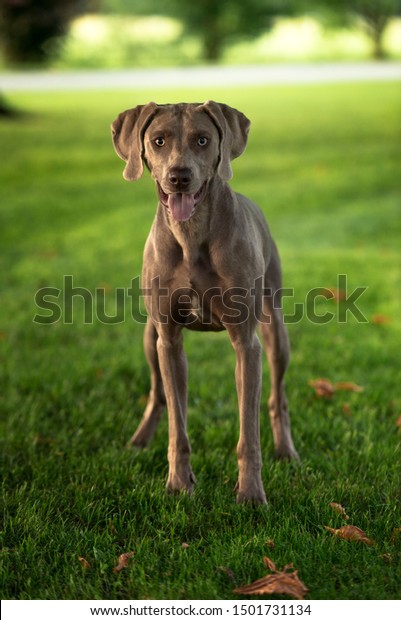 Grey Shorthaired Weimaraner Hunting Dog Standing Stock Photo