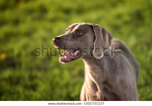 Grey Shorthaired Weimaraner Hunting Dog Standing Stock Photo Edit