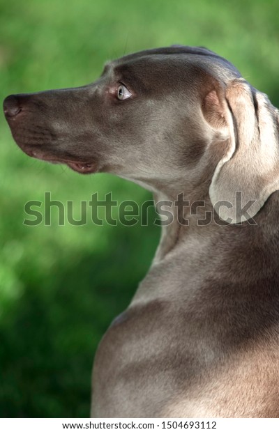 Grey Shorthaired Wemaraner Hunting Dog Green Stock Photo