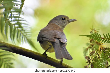 Grey Shrikethrush Amongst Some Ferns