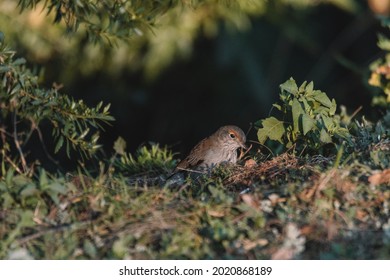 Grey Shrikethrush Bird On A Grassy Field.