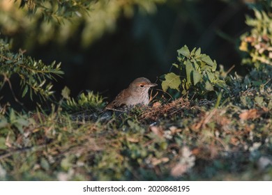 Grey Shrikethrush Bird On A Grassy Field.