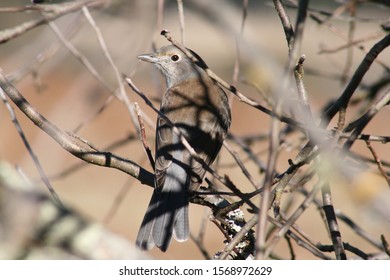 Grey Shrikethrush - Colluricincla Harmonica