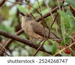 Grey Shrikethrush - Colluricincla harmonica in Australia