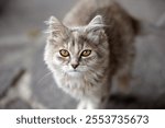 A grey Siberian cat, Felis catus watching curiously