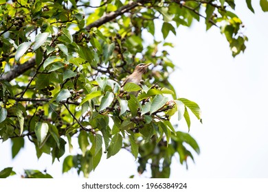 目の下 ぶつぶつ の写真素材 画像 写真 Shutterstock